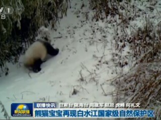红外相机捕捉，大熊猫母子出游，自然与母爱的温馨瞬间